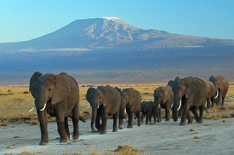 Národní park Amboseli