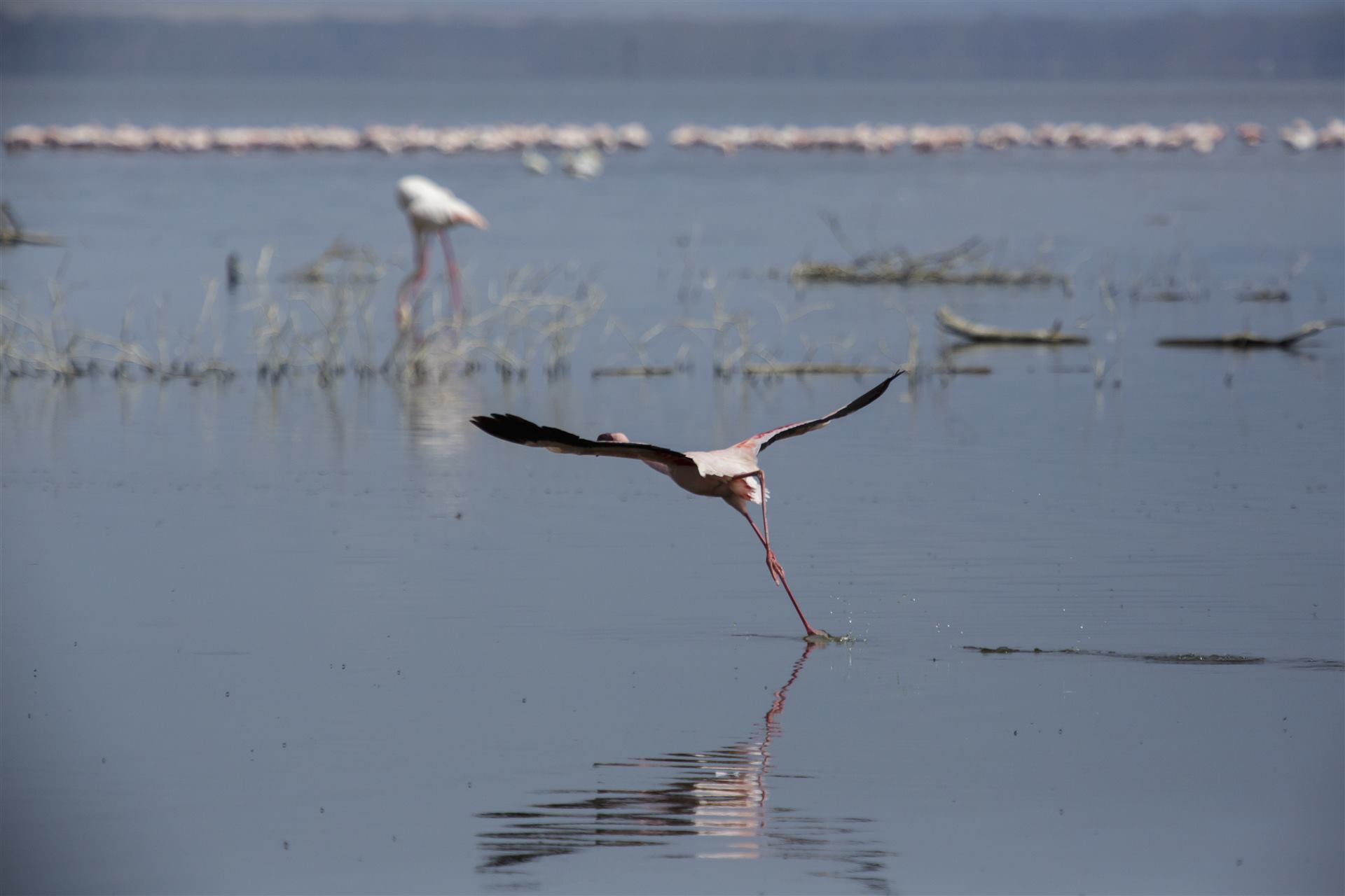 Jezero Nakuru