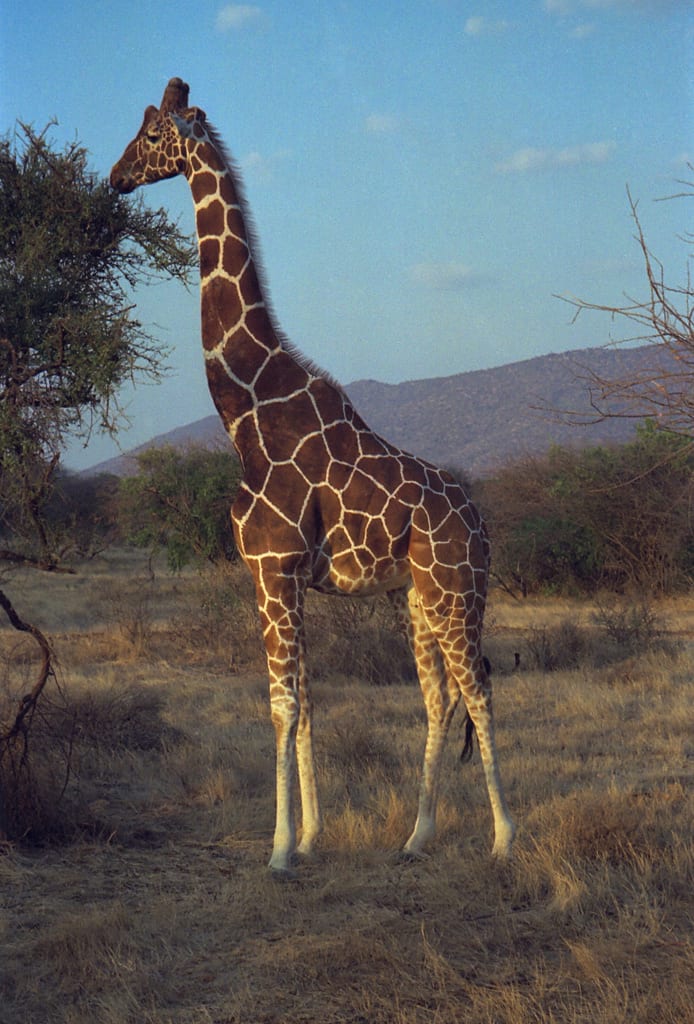 Rezervace Samburu