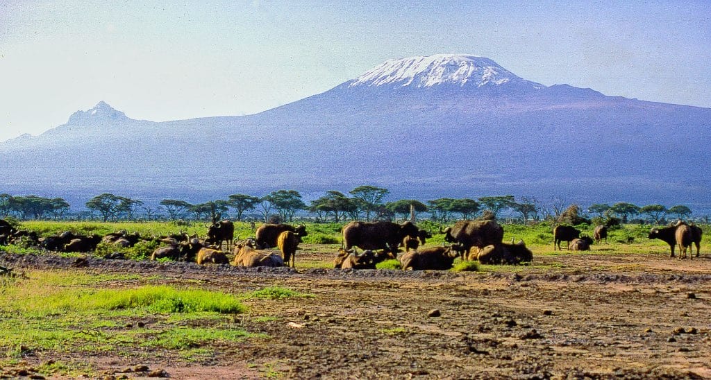 Cape buffalo herd grazing beneath Mount Kilimanjaro, Amboseli