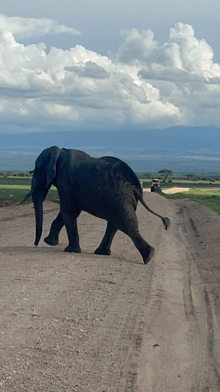Elephant crossing the road with Kilimanjaro's foothills behind, Amboseli