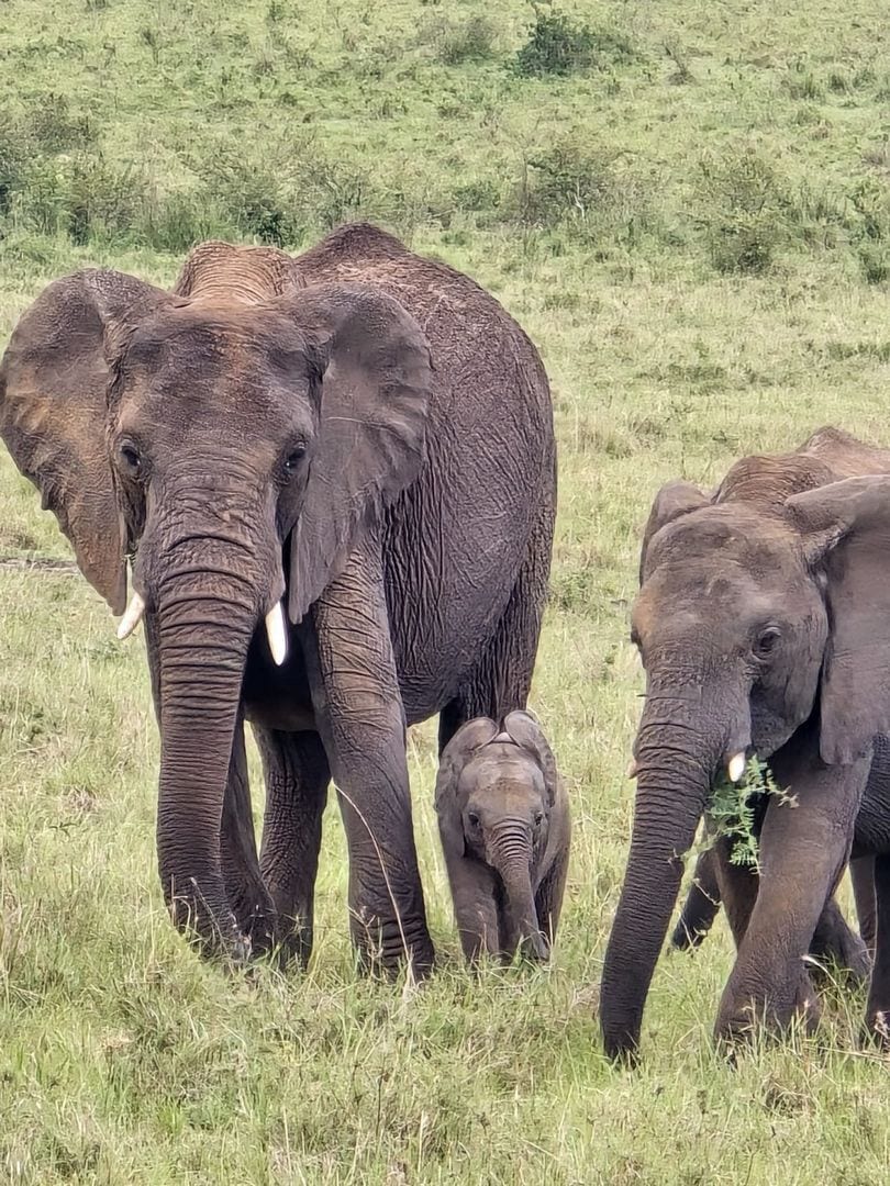 Elephant family with a calf, Amboseli