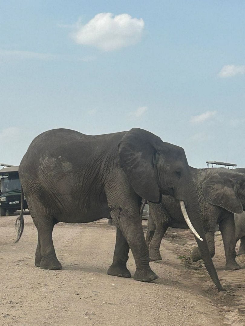 Elephant herd crossing a dirt road, Amboseli