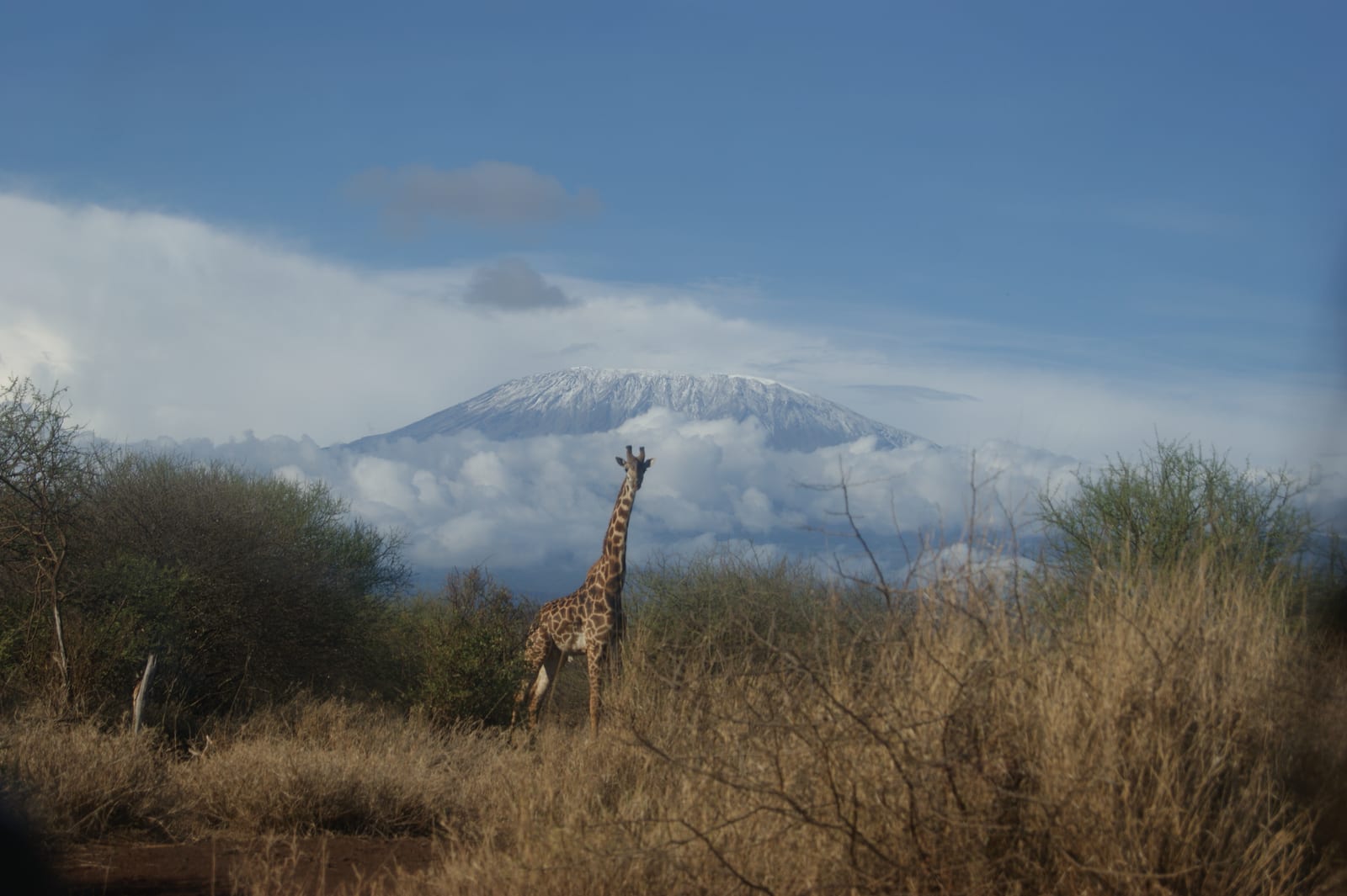 Giraffe with snow-capped Mount Kilimanjaro behind, Amboseli