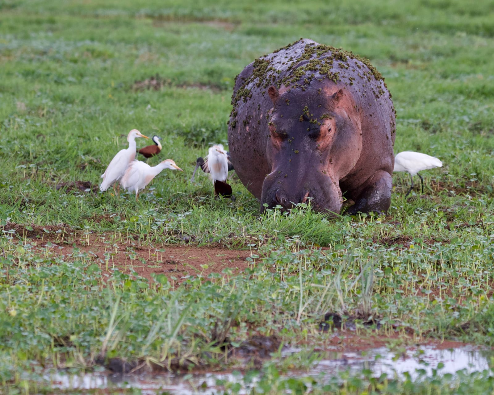 Hippo grazing in the swamp with egrets, Amboseli