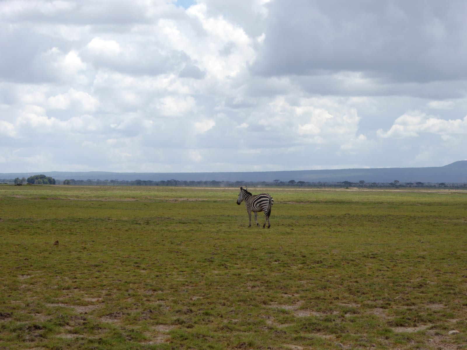 Lone zebra on the open plains, Amboseli
