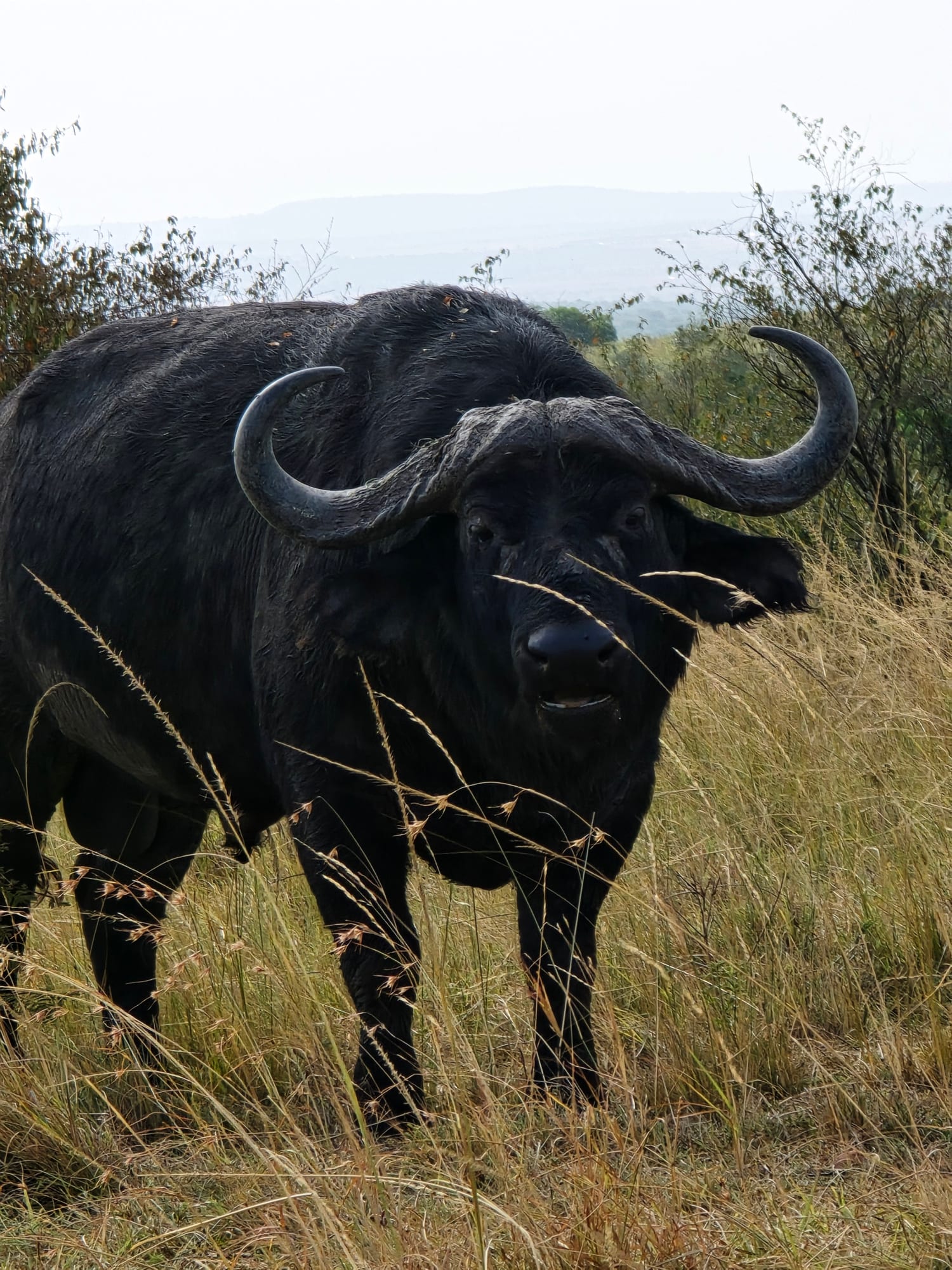 Cape buffalo close portrait, Maasai Mara