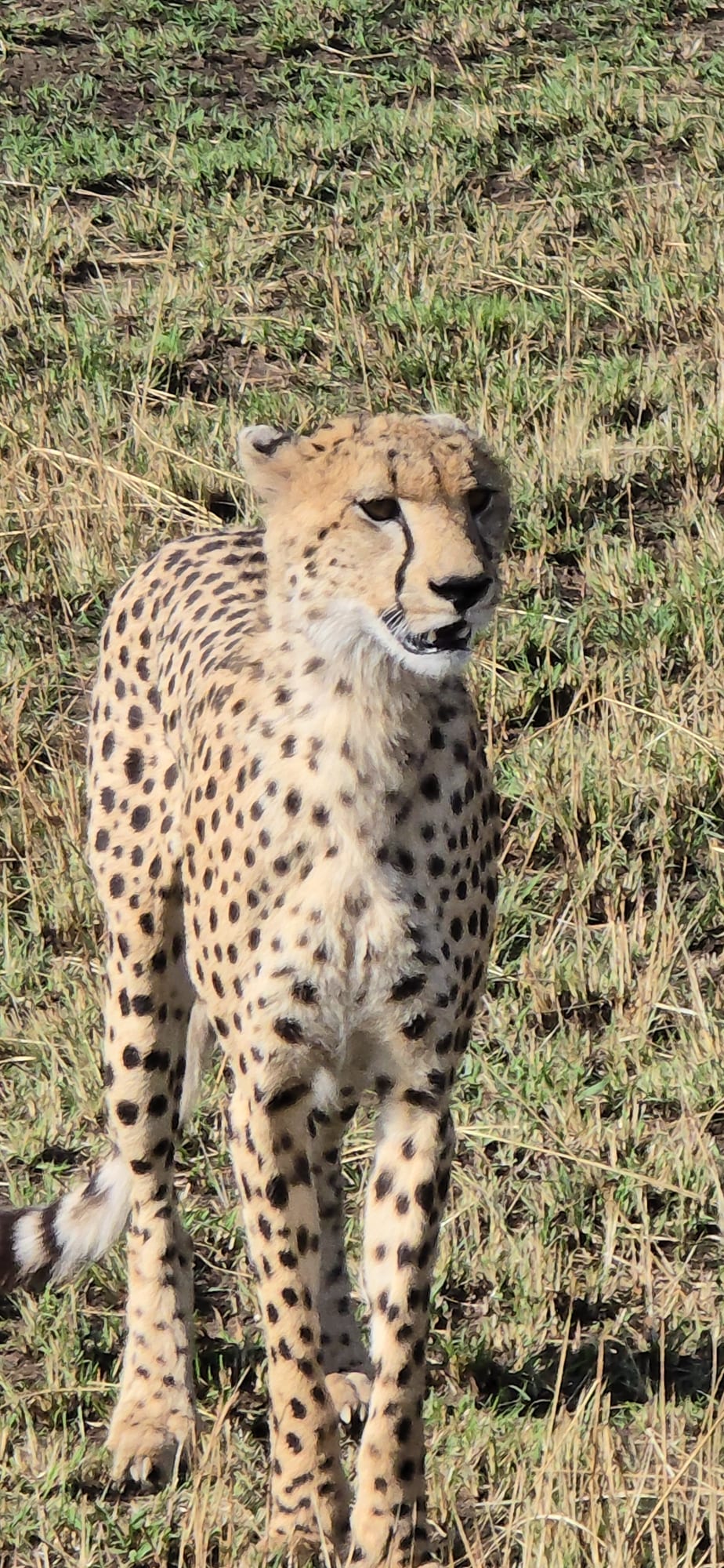 Cheetah portrait, Maasai Mara