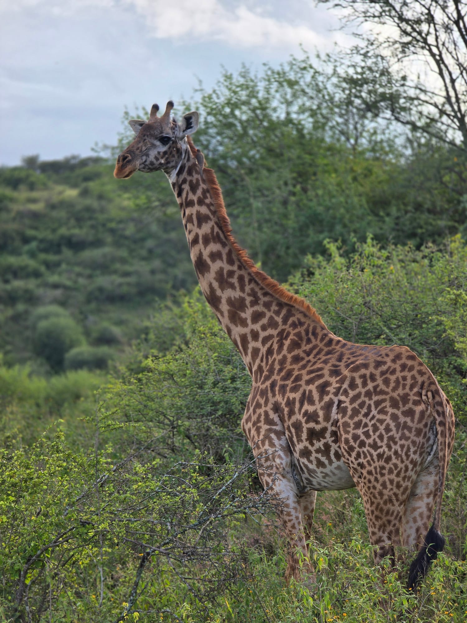 Giraffe close-up against the sky, Maasai Mara