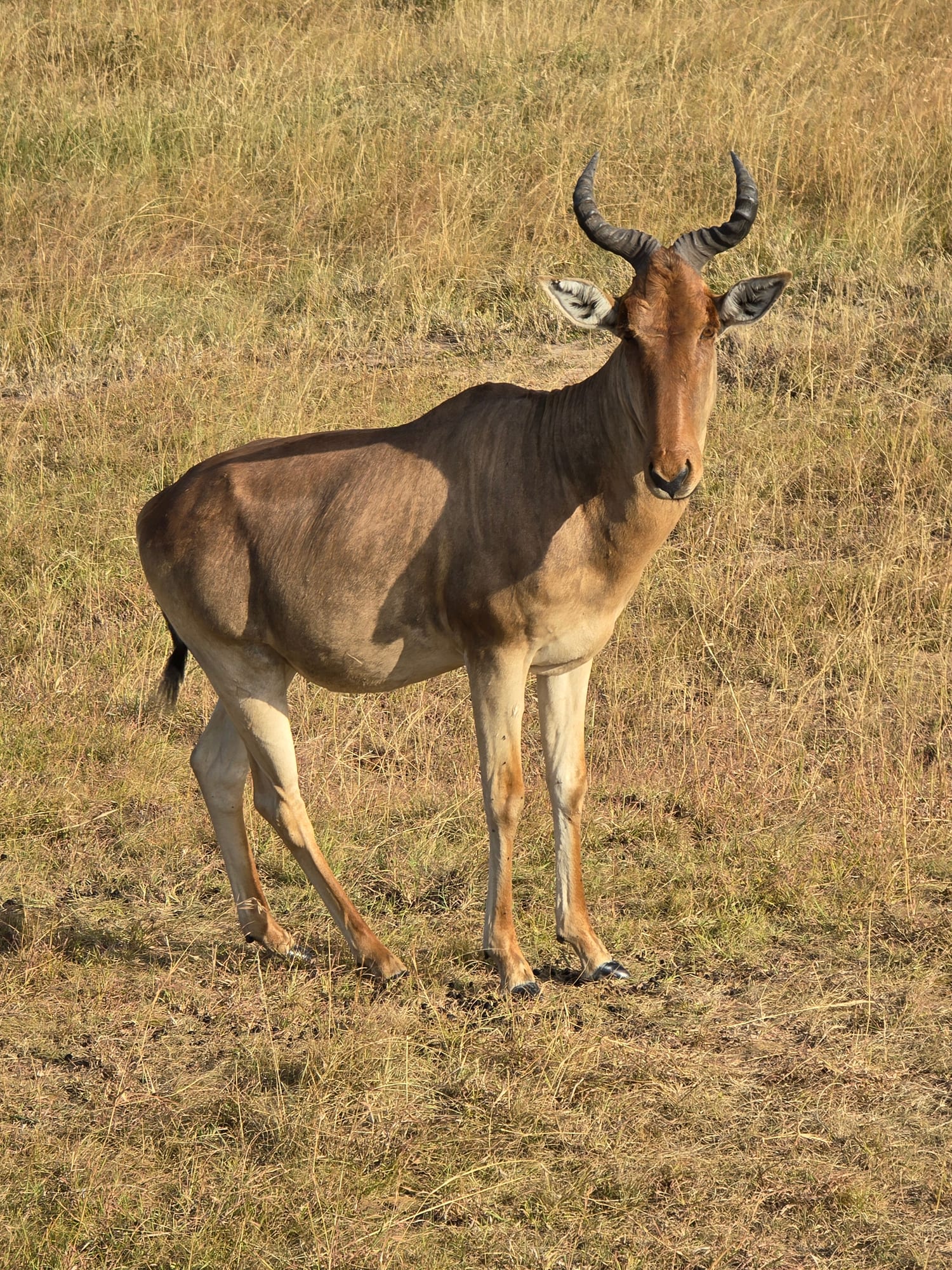 Hartebeest on the plains, Maasai Mara