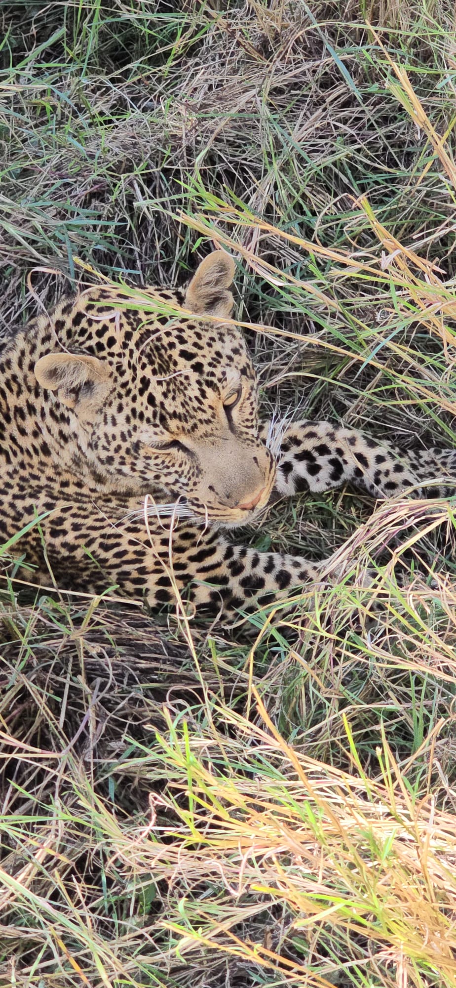 Leopard resting in the grass, Maasai Mara
