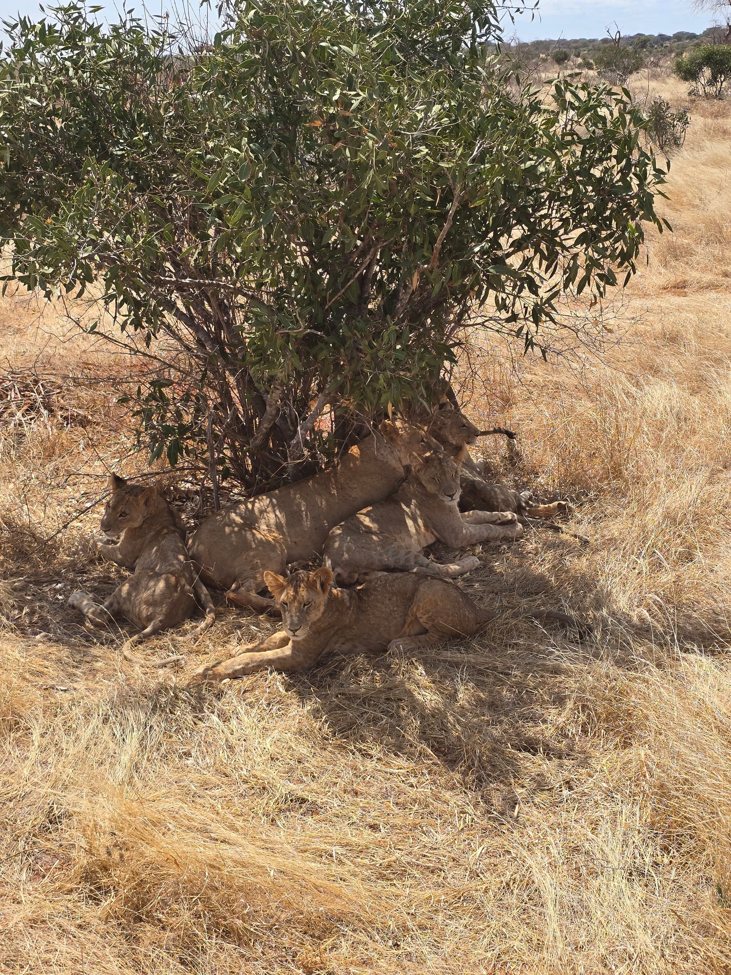 Lion pride with cubs resting, Maasai Mara