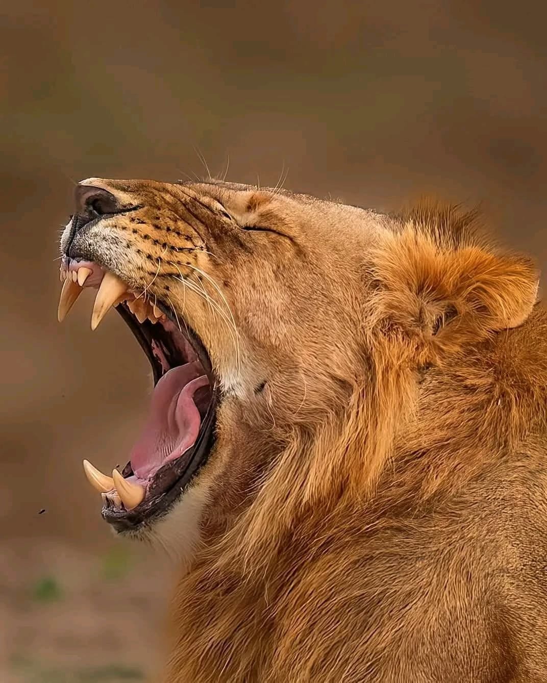 Male lion roaring, Maasai Mara