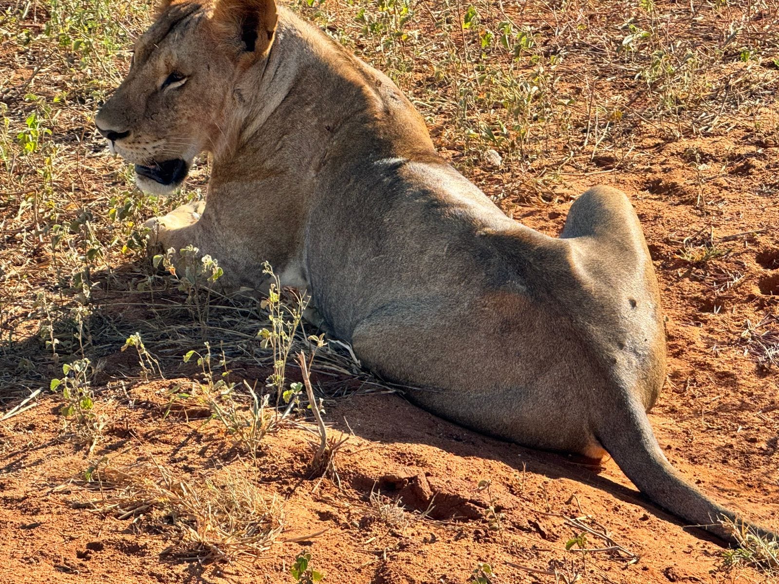 Lioness portrait, Maasai Mara