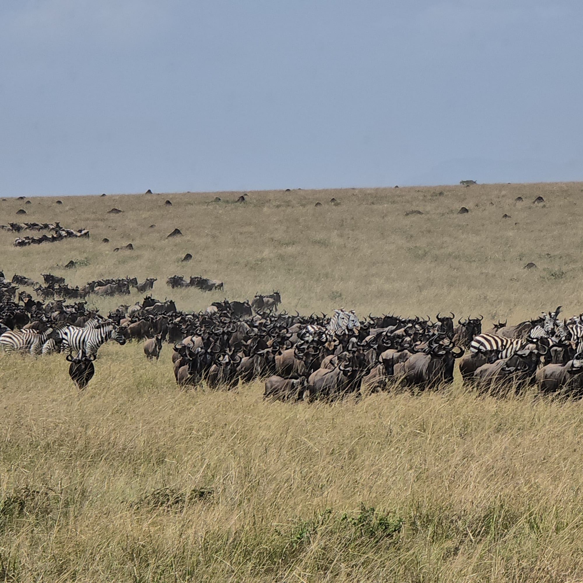 Wildebeest migration herd, Maasai Mara