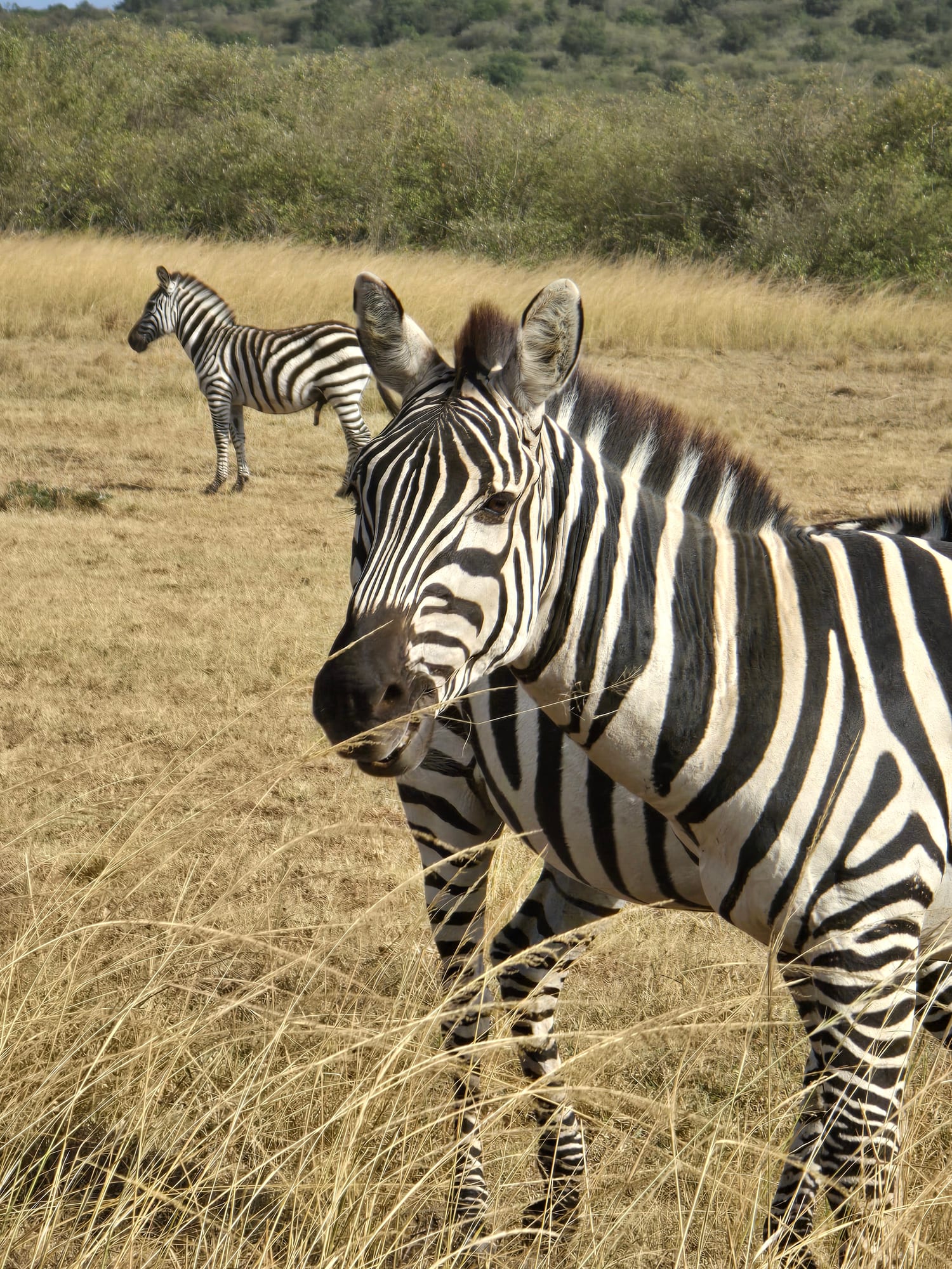 Zebra with jumping foal, Maasai Mara