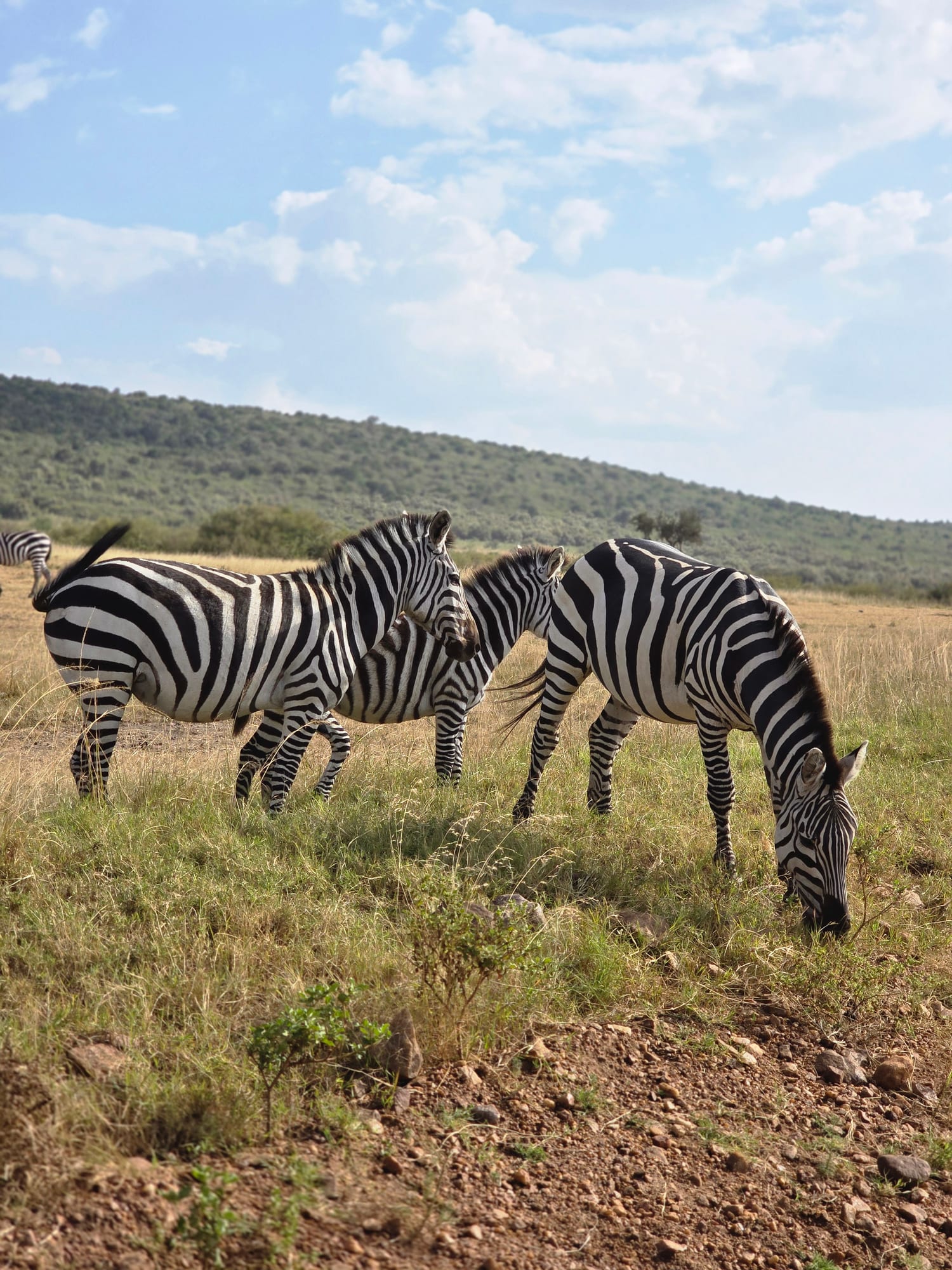 Pair of zebras grazing, Maasai Mara