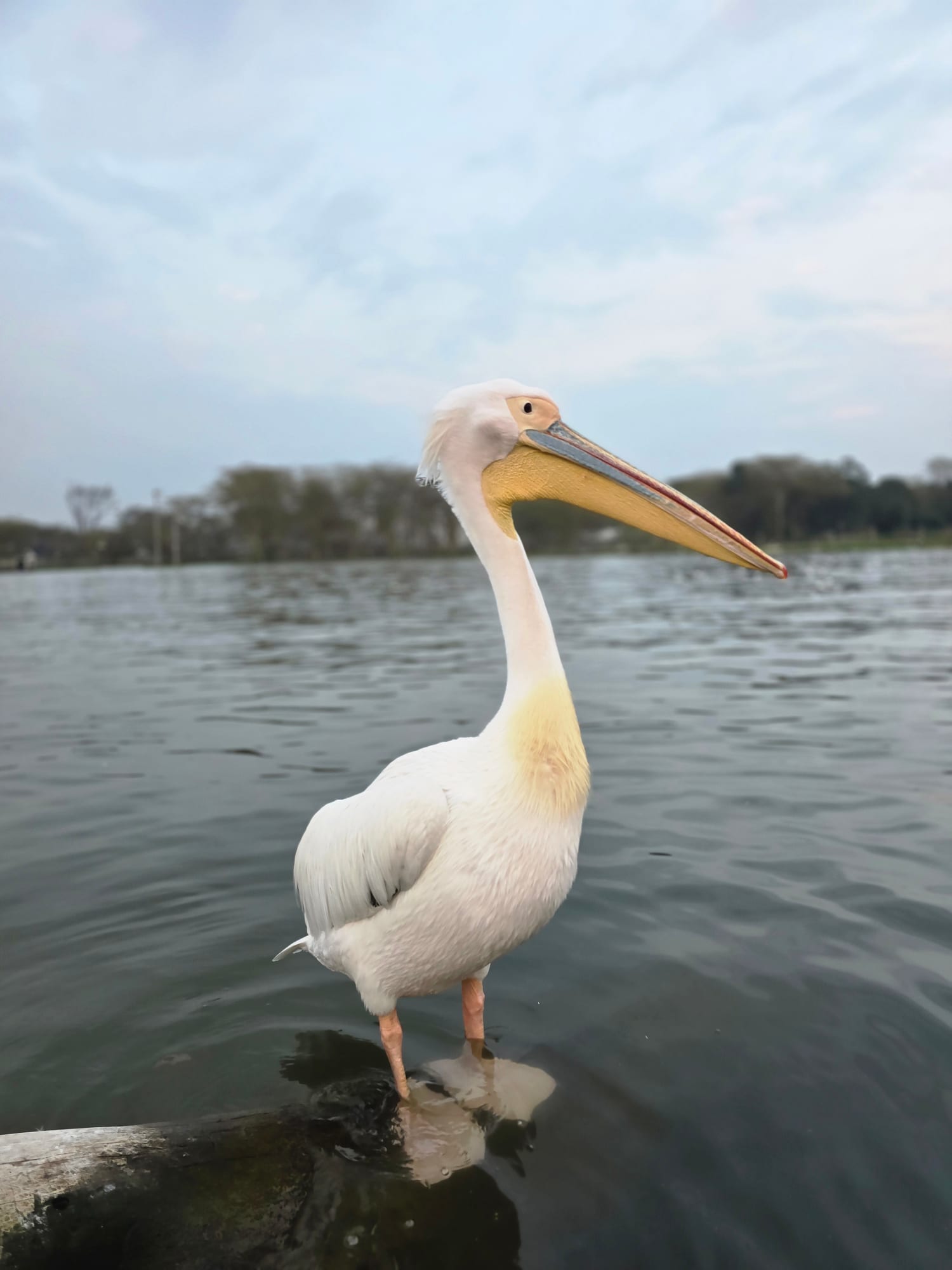 Pelican portrait, Lake Nakuru