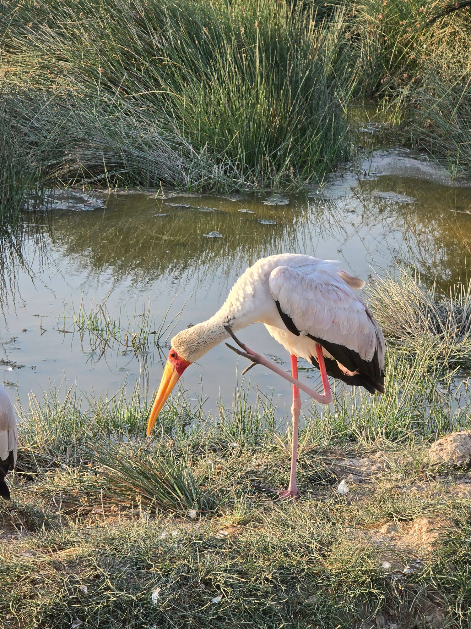 Yellow-billed stork fishing, Lake Nakuru