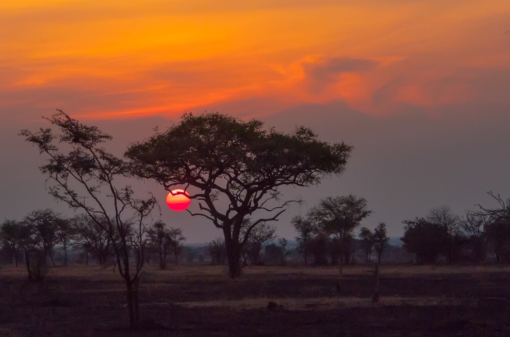 African savanna at sunset