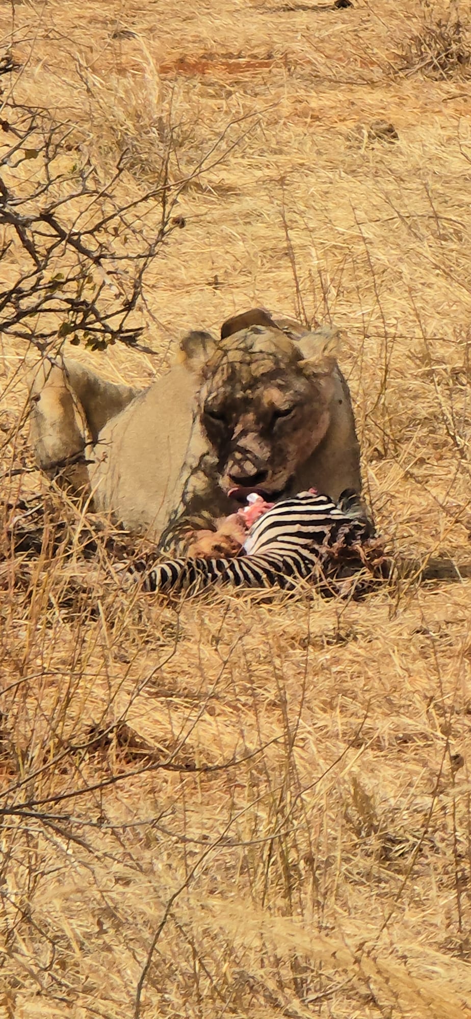 Lioness with a zebra kill, Tsavo