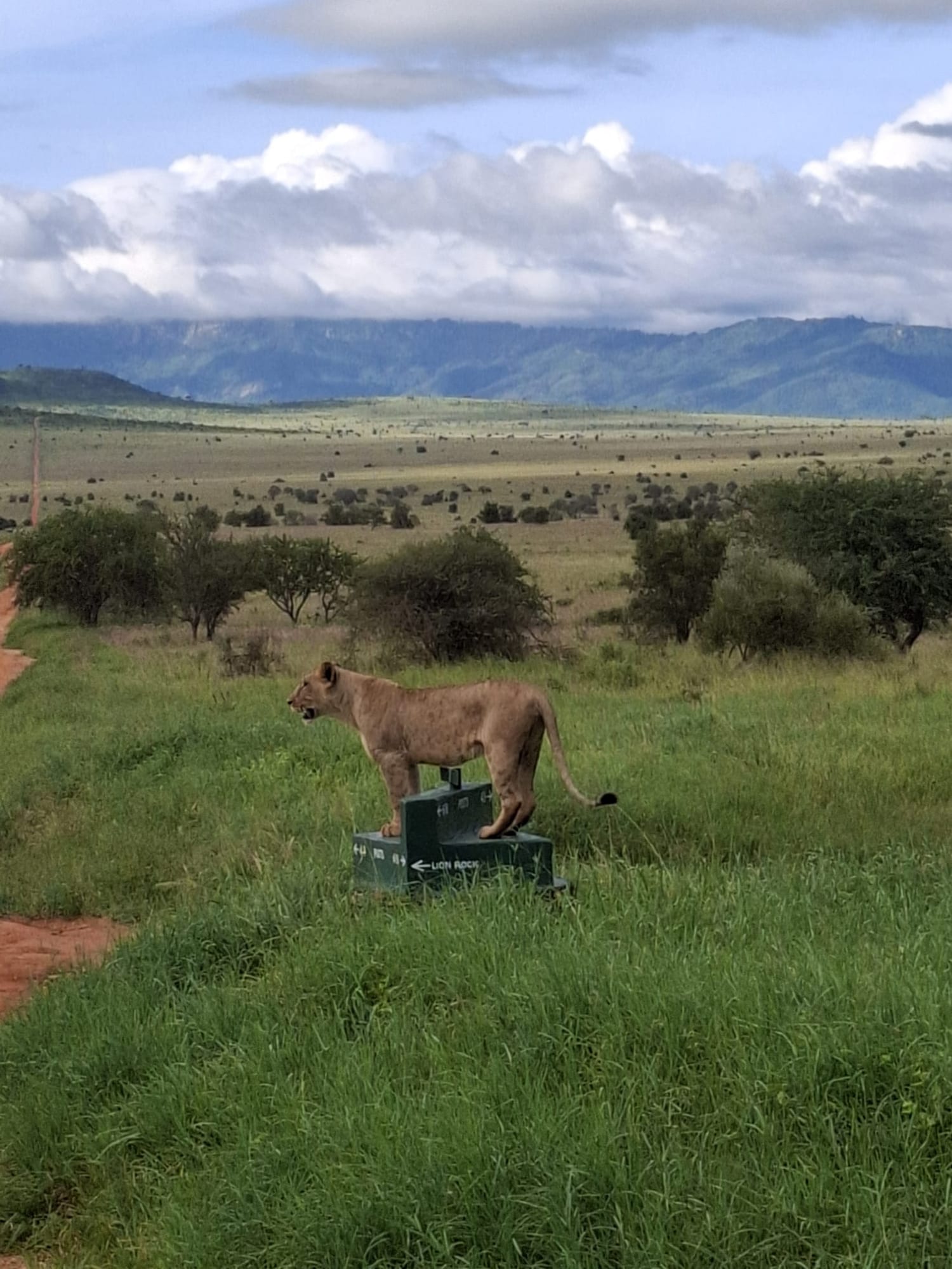 Young lion at the Lion Rock trail sign, Tsavo West