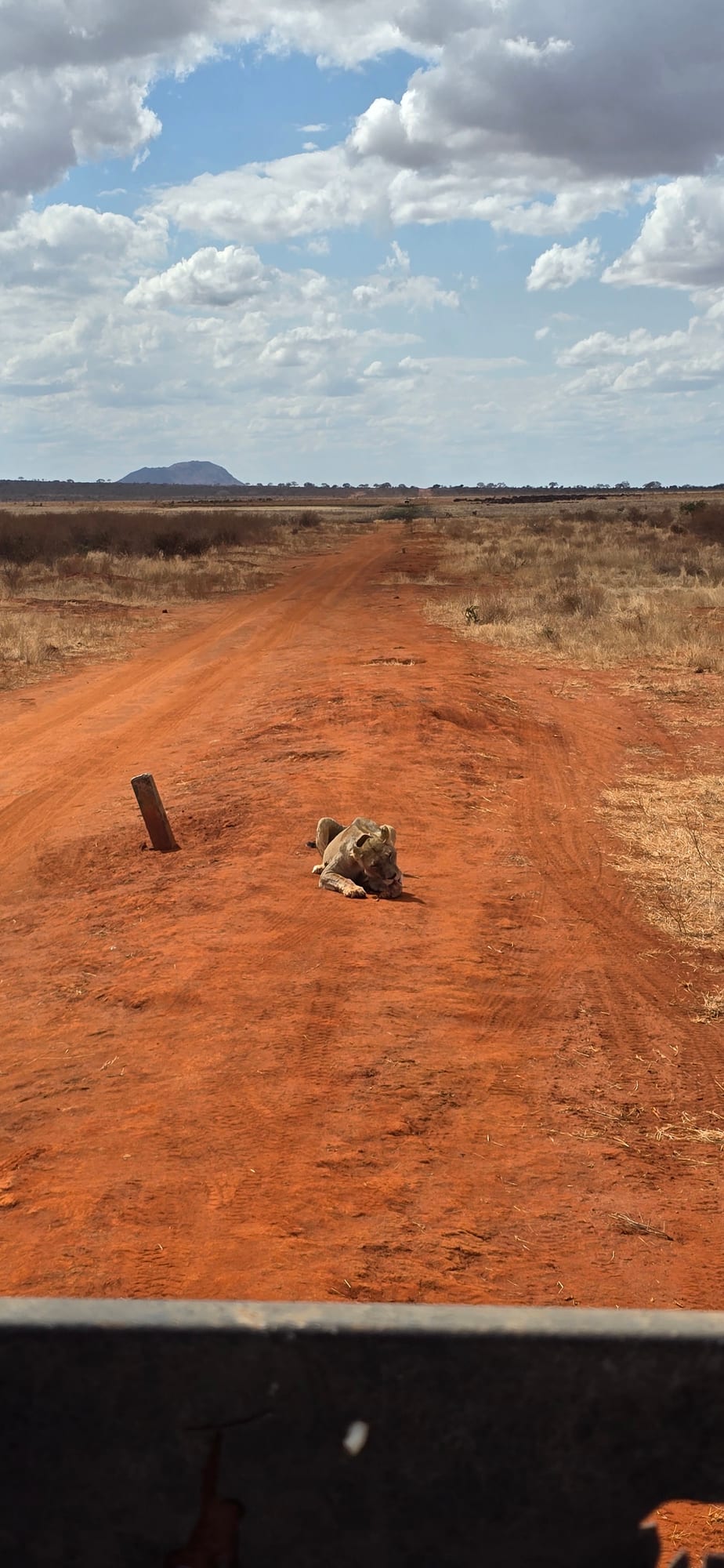 Black rhino on the plains, Tsavo