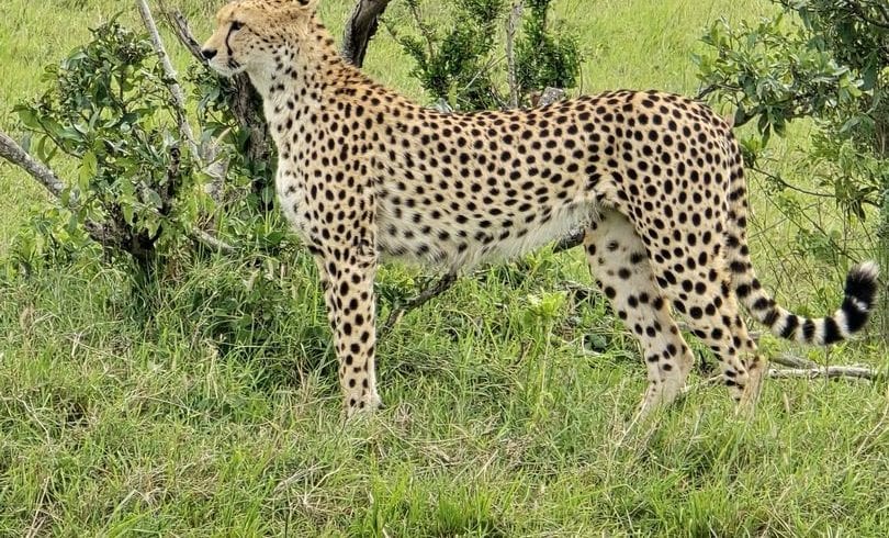 5denní okruh Tsavo a Taita