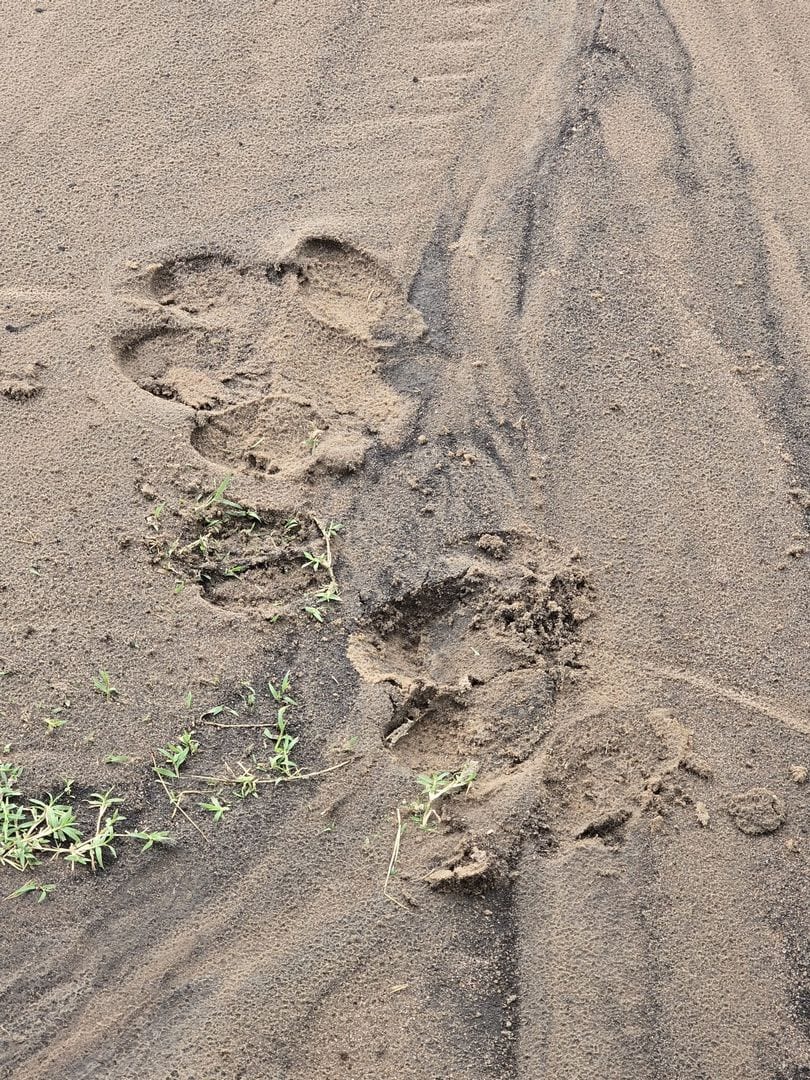 Jednodenní safari Tsavo East